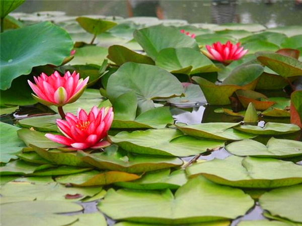 天利睡莲苗,水体绿化水生植物,东北寒冷地区睡莲种苗