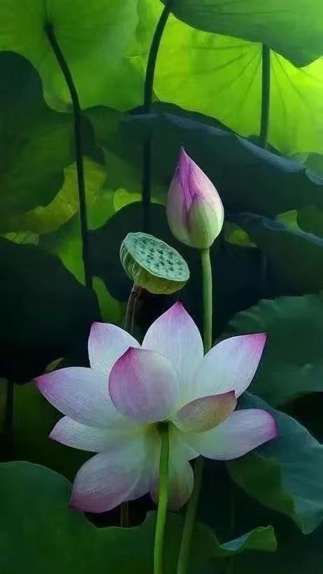澳洲坚果蛋白肽酶解液-果仁动态高压同步提取-植物油