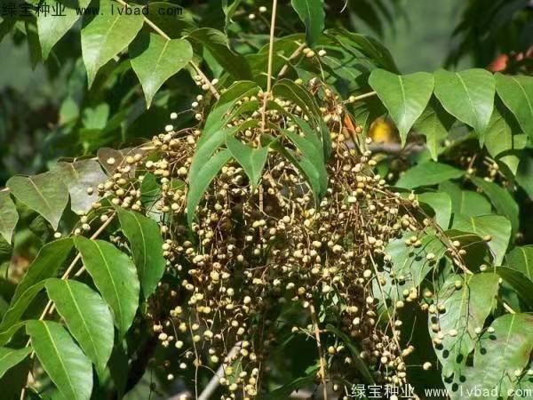 陕西省铜川市漆树苗种植基地