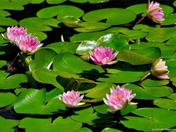 深水睡莲种苗,人工湿地睡莲种植,东北寒冷地区睡莲种苗