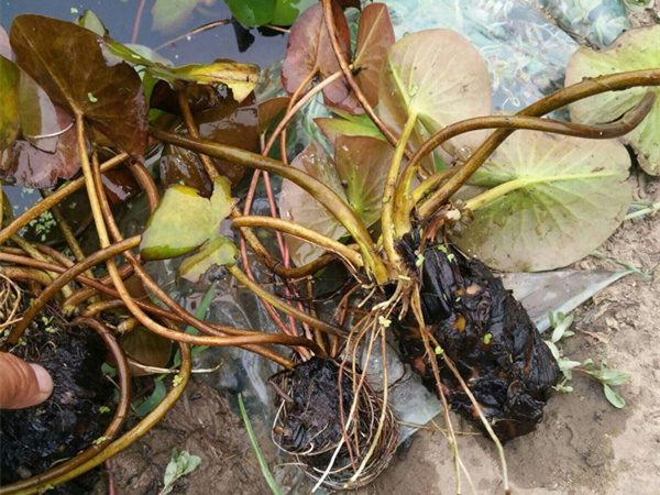 睡莲苗睡莲种苗,水体绿化水生植物,东北寒冷地区睡莲种苗