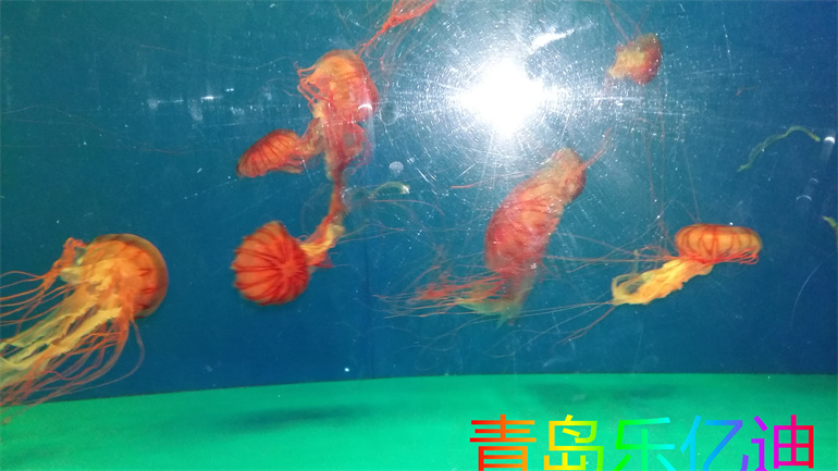 水族馆海底世界灯光方案设计联系电话