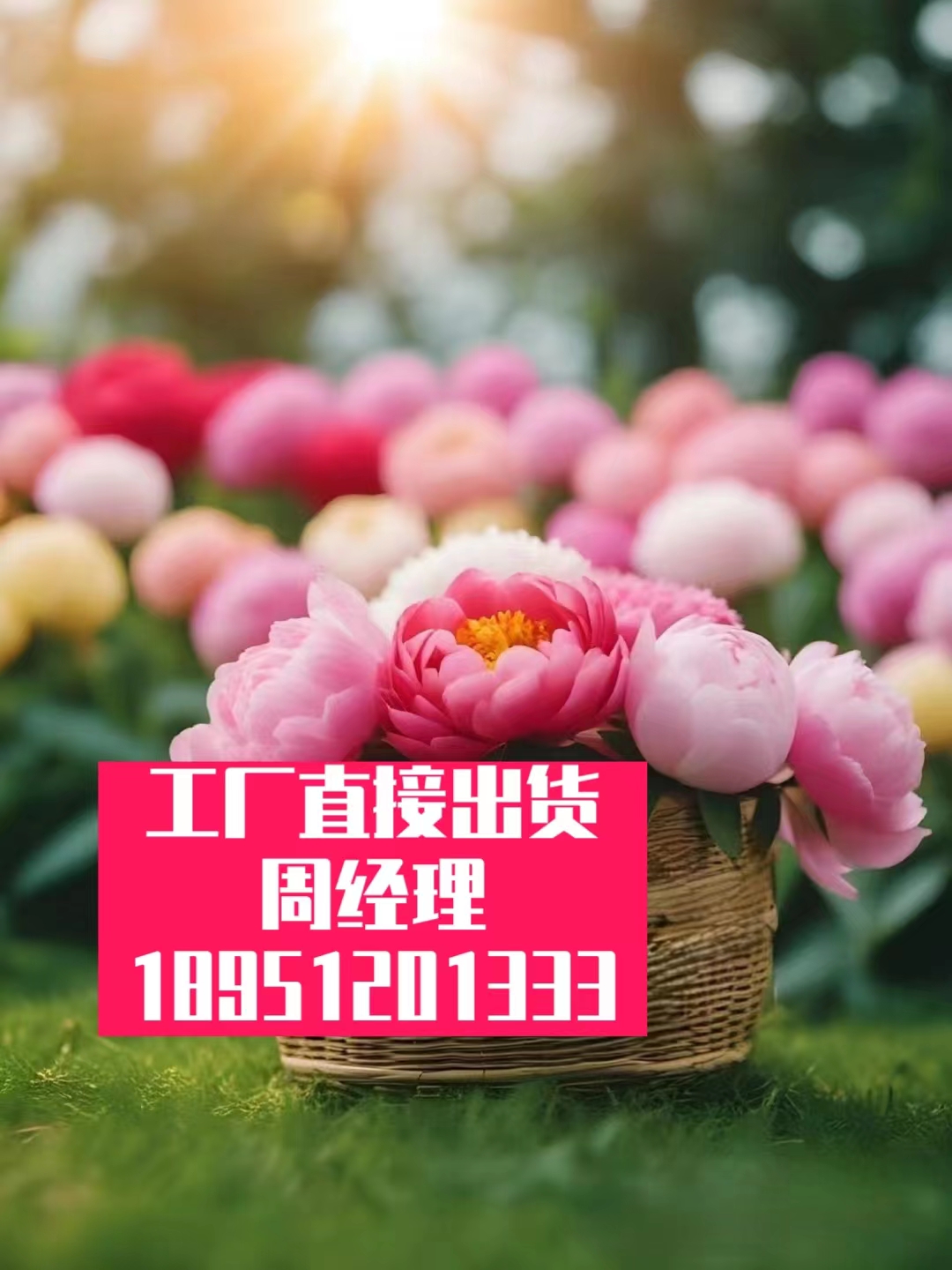 澳洲坚果蛋白肽酶解液-果仁动态高压同步提取-植物油