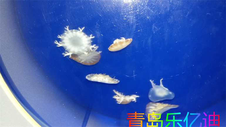 水族馆海底世界灯光方案公司