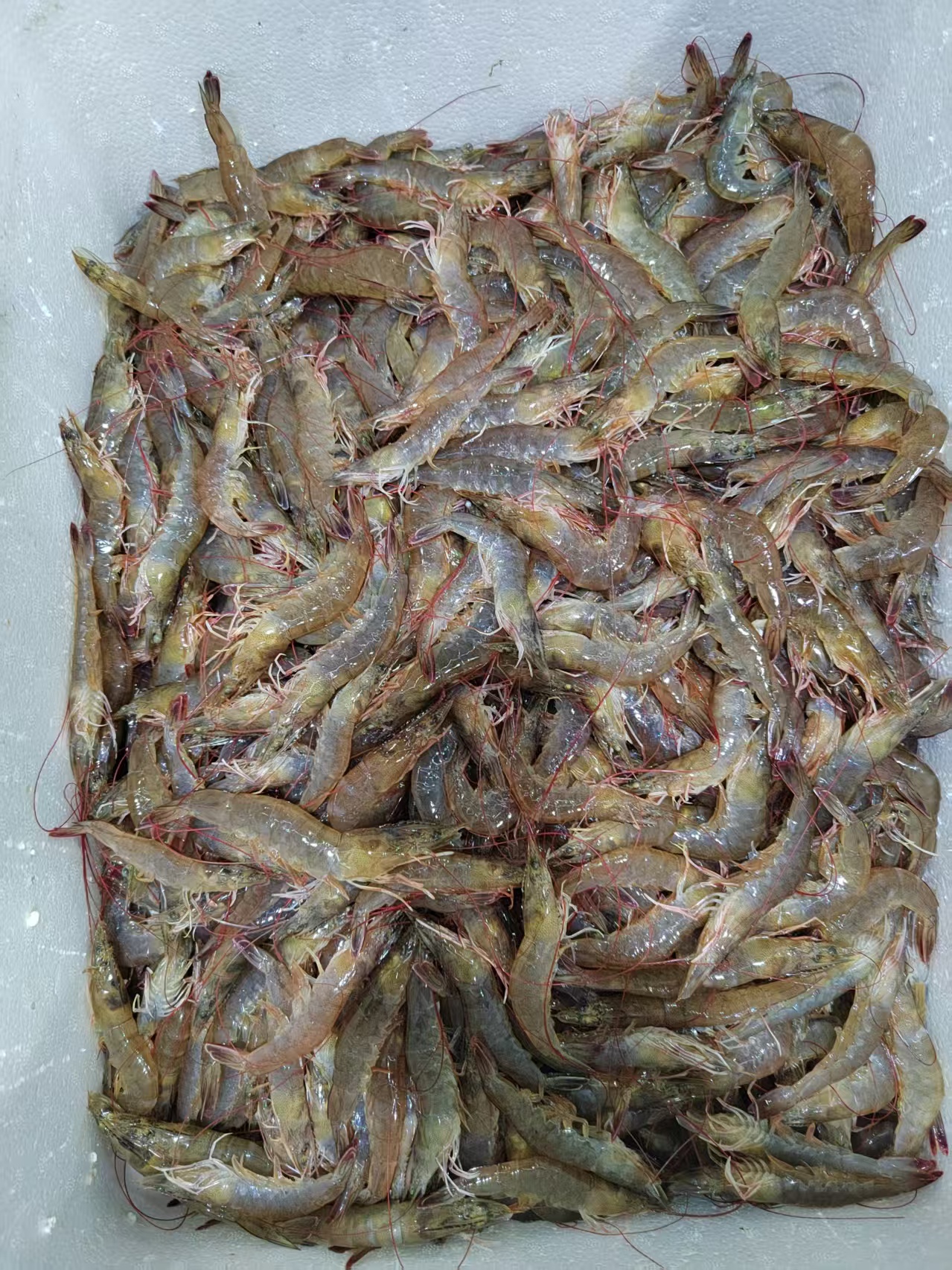 寮步蔬菜配送新鮮辣椒新鮮土豆,醫院蔬菜配送批發(fā)配送圖片_8