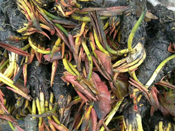 耐寒睡莲苗,净化水质水生植物,睡莲基地销售价格低