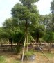 香樟树 苗圃批发樟树，质量优 ，价格优