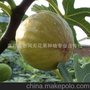 供应法国布兰瑞克无花果苗 加工品种 抗寒性好 占地专用