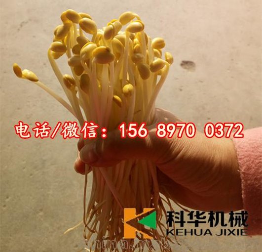 內(nèi)蒙古大型全自動豆芽機(jī)器，小型豆芽機(jī)械設(shè)備價格，芽菜機(jī)器廠家圖片