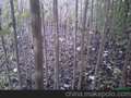 东北铁岭杨树苗3-4-5CM公分，银中杨树苗大苗批发报价