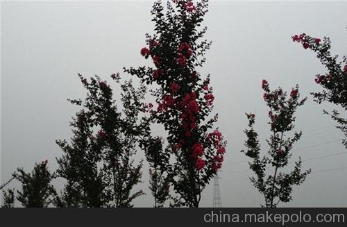 紅火球紫薇三紅紫薇_鴻林苗木(圖)_紅火球紫薇樹苗圖片