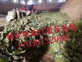 商薯19龙九高淀粉脱毒红薯苗基地-品质好-价格低