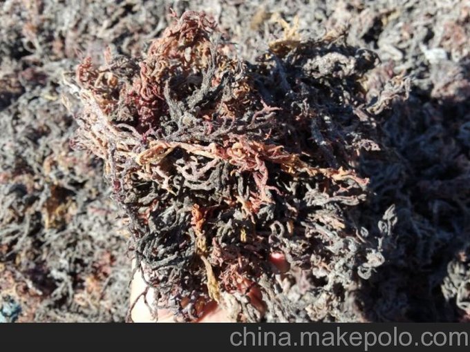 直銷印尼進(jìn)口工業(yè)用麒麟菜圖片