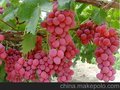 供应陕西红提葡萄/大荔葡萄基地