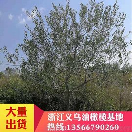   魴