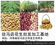 花生果厂家