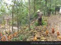 质量保证 大量供应 香山牌土鸡