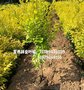 供应陕西营养钵金叶榆,耐寒绿篱丛生金叶榆