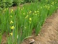 黄菖蒲、优质黄菖蒲基地直销价格批发