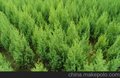河北保定望都塔桧新报价