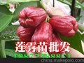 飞弹莲雾苗批发 云南景洪勐腊勐海果苗