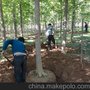 售邳州米径16cm银杏树胸径16公分实生银杏树量大价格低现选现挖
