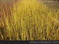 河北保定黄瑞木小苗种植基地，新报价欢迎咨询