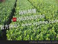 扬帆苗圃供应大叶黄杨、大叶黄杨价格、山西大叶黄杨批发