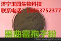 黑曲霉孢子粉厂家