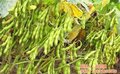 垄上畜禽(在线咨询)、咸宁大豆、大豆价格行情
