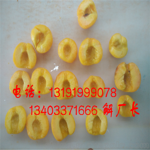 澳門香白杏核肉分離機(jī)圖片