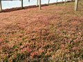 开封市艺园五色草批发出售