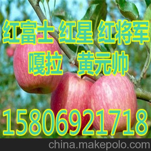 縣黃元帥蘋果 嘎啦蘋果價格          28