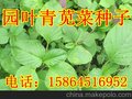 青苋菜 苋菜种子 野菜种子 圆叶青苋菜 叶片淡绿色