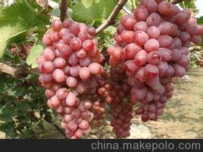 廠家直銷葡萄苗 金手指葡萄苗 當(dāng)年結(jié)果高產(chǎn)圖片