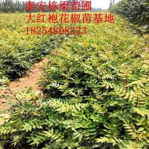 磨盤柿嫁接成品苗油桃樹嫁接苗圖片