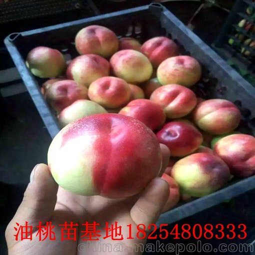 寧陽出售錦繡黃桃品種桃樹苗圖片