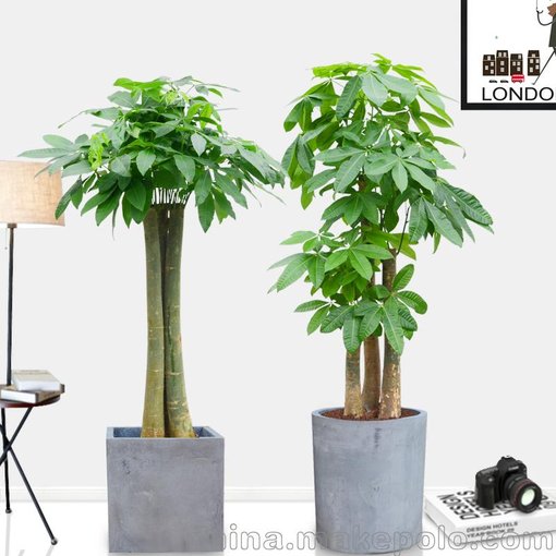 武漢大樓綠化租擺及庭院綠化養(yǎng)護(hù)、綠植花卉租擺、環(huán)境清潔圖片