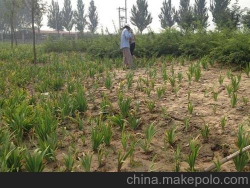 射干種子供應(yīng)_中藥材種子交易網(wǎng)蛇床子黨參遠(yuǎn)志圖片