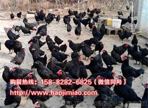 出售重慶忠縣五黑一綠雞苗,價格量大從優(yōu)圖片