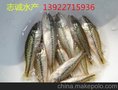 志诚水产 新一代良种加州鲈鱼种苗（鲈鱼苗）良种加州鲈鱼鱼苗
