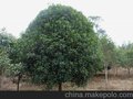 桂花树种植厂家