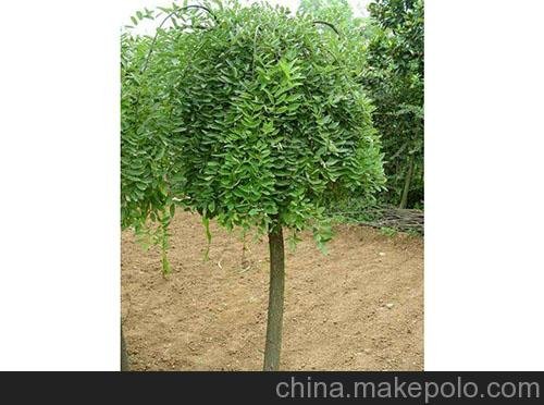 宜興供應(yīng)10公分國(guó)槐苗，合歡苗圖片