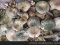 食用菌制品进口报关门到门