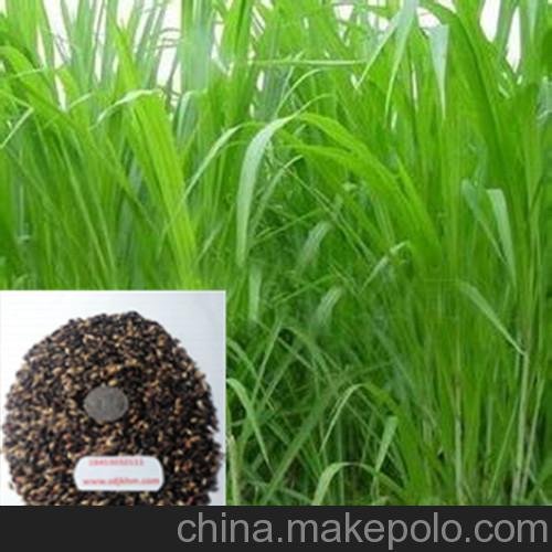縣墨西哥玉米種子價(jià)格圖片