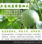 瓦房店阎店小甜瓜 大连甜瓜 绿皮 农家 有机 分量足 香 甜 脆