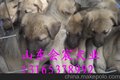 供应日本小狼青犬小幼犬特卖纯种三个月小狼青犬