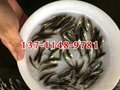 加州鲈鱼苗批发淡水鲈鱼苗养殖场