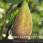 供应(芭劳内无花果苗)批发 口感糯 极丰产 无花果新品种