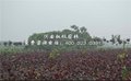 绿化配林树种全红杨价格桃枫园林